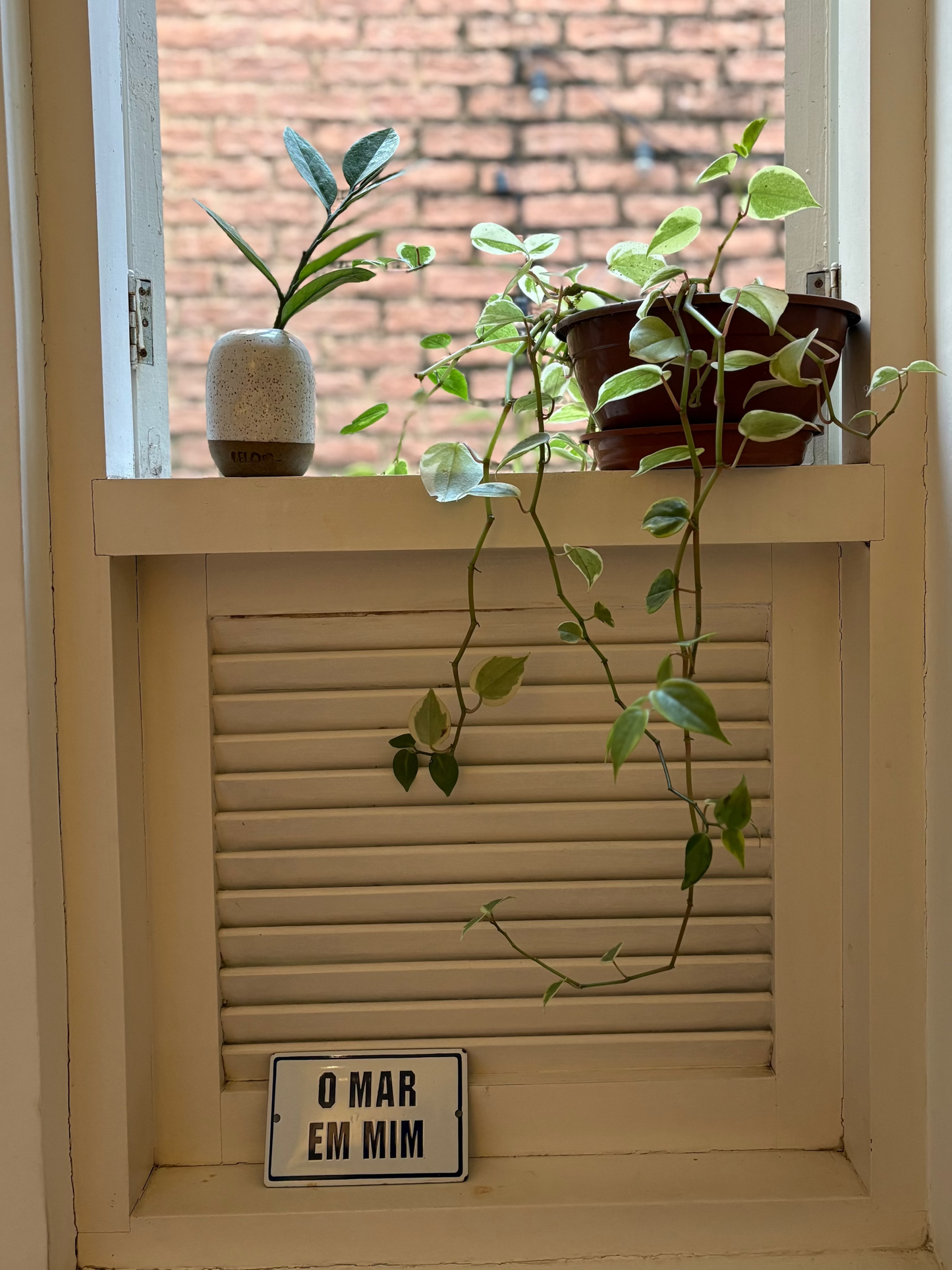 Vaso Planta Pequeno